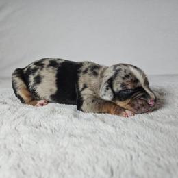 Olive - Blue merle female Catahoula Leopard Dog puppy in Doerun, Georgia from Twig & Tail Puppies