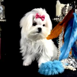 Maltese Puppies from Always Maltese