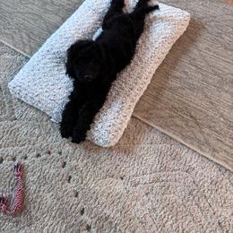 4 - Black male Poodle puppy in Severance, Colorado from Cox's Poodle Pups