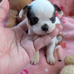 Piper - Black and white female Chihuahua puppy in Leominster, Massachusetts from House of Lil  Paw
