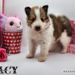 Shetland Sheepdog Puppies from DK'S Sassy River Shelties
