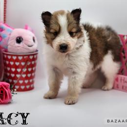 Shetland Sheepdog Puppies from DK'S Sassy River Shelties