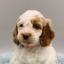 Cockapoos from Firefly Puppy Boutique