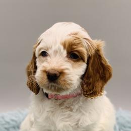 Cockapoos from Firefly Puppy Boutique