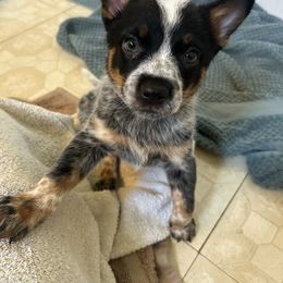Little girl - Blue mottled female Australian Cattle Dog puppy in Aiken, South Carolina from Rusty Blue Dog Farm