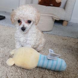 Baylee - Cream male Poodle puppy in Blanch, North Carolina from Faithful Hearts Kennel
