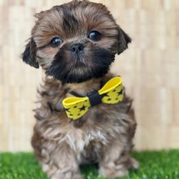 Curly - Brindle male Shih Tzu puppy in San Tan Valley, Arizona from My Puppy Tzu