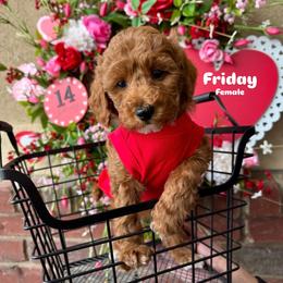 Bernedoodle, Cavalier King Charles Spaniel, Cavapoo, Goldendoodle, and Poodle Puppies from Gypsi Doodles & Poodles LLC.