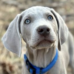 Weimaraners from Blue River Weimaraners