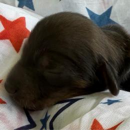 Lennon - Red male Dachshund puppy in Pulaski, Tennessee from Billboard Doxies