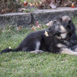 German Shepherd Puppies from Bmeerhuis German Shepherds