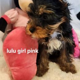 HL pink girl - Blue and gold female Yorkshire Terrier puppy in Alburnett, Iowa from Hobbs Shire Yorkies