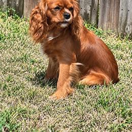 Lulu - Cavalier King Charles Spaniel
