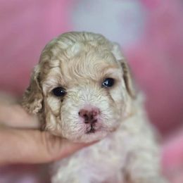 Star - Cream female Poodle puppy in Maplewood, New Jersey from Poos&Bulls Keepsake