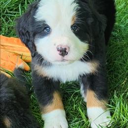 Sally - Black rust and white female Bernese Mountain Dog puppy in Auburn, Indiana from Swamp Creek Berners