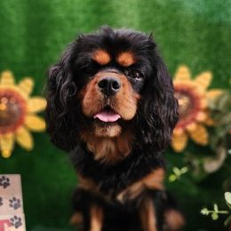 Canyon - Cavalier King Charles Spaniel