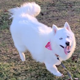 Avalanche - Siberian Husky
