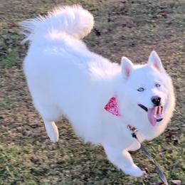 Avalanche - Siberian Husky