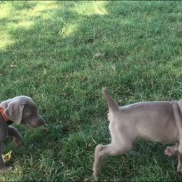 Weimaraner Puppies from Brymar Weimaraners