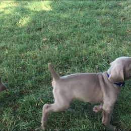 Weimaraner Puppies from Brymar Weimaraners