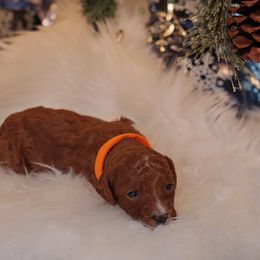 Goldendoodle Puppies from Redhead Doodle Co