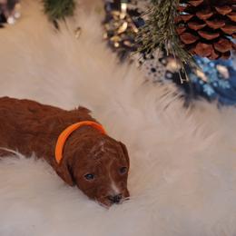 Goldendoodle Puppies from Redhead Doodle Co