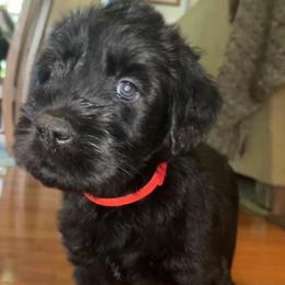 Jet - Black female Giant Schnauzer puppy in Noblesville, Indiana from Stratton House Kennels