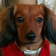 Dachshunds from Doxy 5 Gang