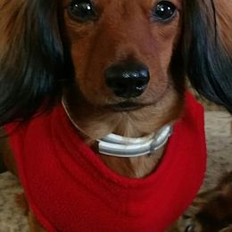 Dachshunds from Doxy 5 Gang