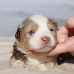 Lady-3000 - Red merle female Australian Shepherd puppy in Star City, Arkansas from Circle P Farm Australian Shepherds
