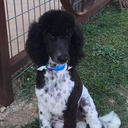 Aussiedoodles, Miniature Australian Shepherds, and Poodles from Classic K9’s  Aussies & Doodles