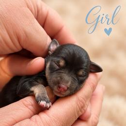 Coco - Black and silver female Miniature Schnauzer puppy in Hull, Georgia from Ardent Miniature Schnauzers of Athens