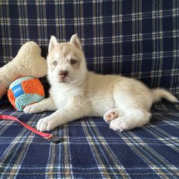 Buck (nickname) - Red and white male Siberian Husky puppy in Fairborn, Ohio from Haven of Free Spirits