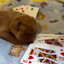 King - Yellow male Labrador Retriever puppy in Melrose, New Mexico from ECMO Farm Dalmatians & Labrador Retrievers