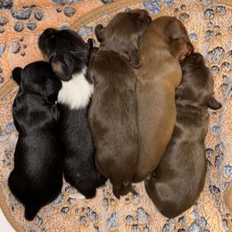 Dachshund puppies from TS Dachshunds