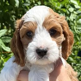 Discord - Blenheim male Cavapoo puppy in Tucson, Arizona from Adored Poodle & Doodles