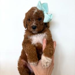 PLUM - Red  male Goldendoodle puppy in Independence, Oregon from Ankeny Doodles