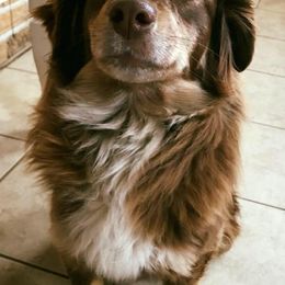 Miniature Australian Shepherds from Raimann Aussies