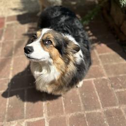 Mia - Pembroke Welsh Corgi