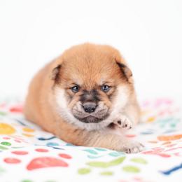 Peach Lightning -FULL AKC REGISTRATION- - Red male Shiba Inu puppy in Neosho, Missouri from Kenny Cave K9s