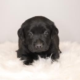 Labrador Retriever Puppies from AGL Retrievers