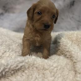 Fred - Red  male Goldendoodle puppy in Waynesboro, Virginia from Forest Creek Kennel