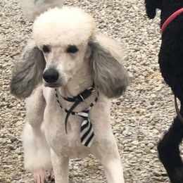 Poodle All Grown Up from Homegrown Standards