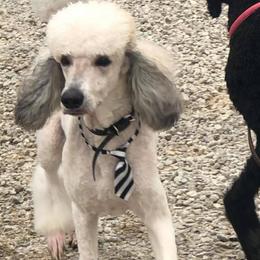 Poodle All Grown Up from Homegrown Standards