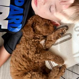 Cavapoo Puppies from Patriot Pups Cavapoos