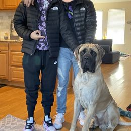 Mastiff Puppies from Eagle Pond Mastiffs