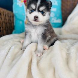 Boy 1 - Black and white male Pomsky puppy in Yavapai County, Arizona from Pawsh Pomskies