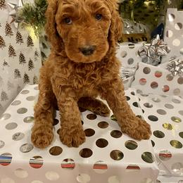 Bernedoodle and Goldendoodle Puppies from Dose of Doodles