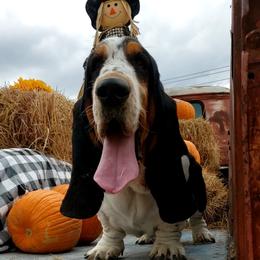 Cyrus - Basset Hound