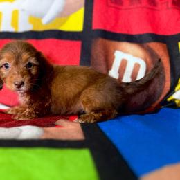 Mariah - Chocolate female Dachshund puppy in Magnolia, Texas from Hillyard Ranch